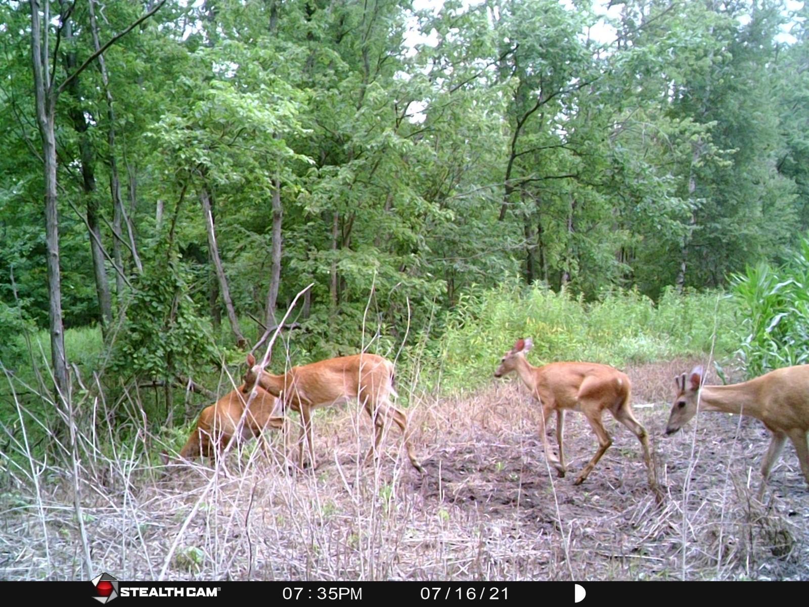 Tuscola County, MI Hunt Property Big Buck Leasing