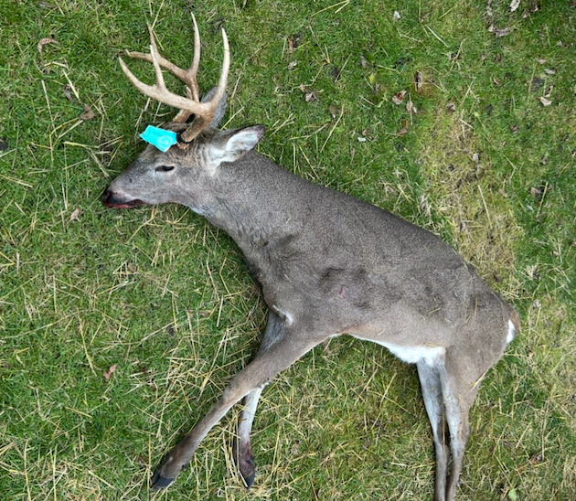 Lease image
